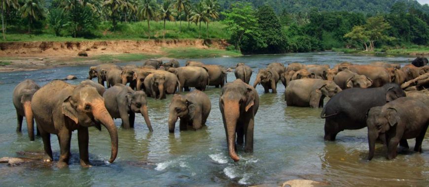 Pinnawala_elephant_orphanage