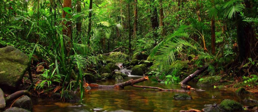 sinharaja-forest-reserve