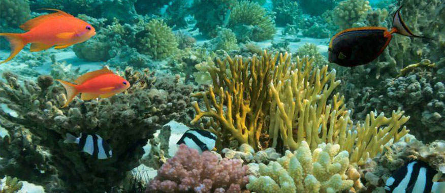 reef-fish-sri-lanka